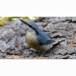 4 20220703 Kleiber 02 DSC09139.jpg